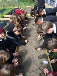 Planting potatoes.