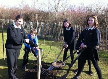 Tree Planting.jpg